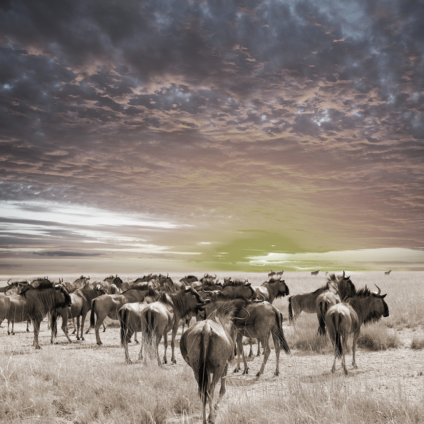 AS206 Wall décor art photographic on canvas wildlife wildebeest herd